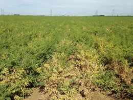 Figure 3. Alfalfa mosaic virus in garbanzo beans.