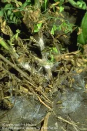 Figure 4. White mold on garbanzo bean stem.