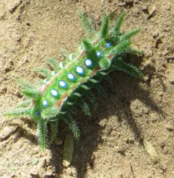 A slug caterpillar moth (Photo by Maretha van Heerden, Courtesy of Wikipedia)