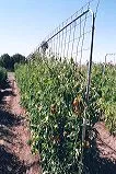 Metal conduit used to support wire mesh for tomatoes set against a blue sky.
