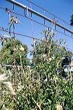 Support structure for tomato plants with metal conduit supporting wire mesh.