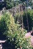 Vertical strings attached to a metal conduit support tall tomato plants in a garden.