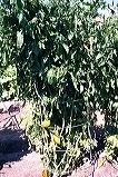 Round wire cage used as support for a mature tomato plant
