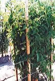 Square wooden cage supporting healthy green tomato plants, with small green tomatoes visible among the foliage.