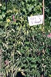 A heavy-gauge wire tomato stand in the shape of an open "V," supporting green tomato plants in a garden setting.