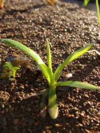 Close-up of ducksalad emerging in the greenhouse