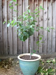 A young apple tree with green leaves growing in a light-colored ceramic pot, set against a wooden fence.