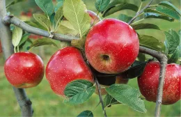 Apples on tree