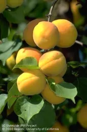 A close-up of a cluster of yellow-orange apricots on a tree branch surrounded by green leaves.