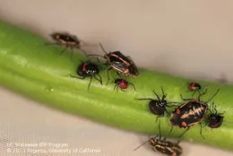 Multiple black and orange Bagrada bugs clustered on a green plant stem, showing various nymph and adult life stages.