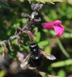 Large black carpenter bee clinging to a stem of small magenta tubular flowers amid green foliage