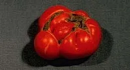 Irregularly shaped ripe tomato with catfacing, displaying bright red color on a dark background.
