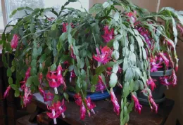 A large Christmas cactus with cascading green foliage and vibrant purplish-pink flowers, set on a wooden table in an indoor setting.