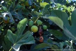 A fig tree branch with green figs surrounded by large green leaves, including two shriveled figs.