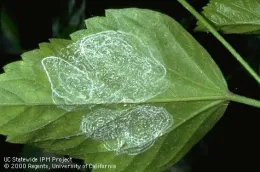A green hibiscus leaf showing spiral white patterns indicative of giant whitefly infestation.