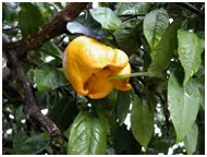 Misshapen, lumpy yellow lemon on a citrus tree branch with dark green glossy leaves, showing abnormal growth consistent with citrus bud mite damage.