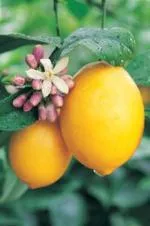 Close-up of two yellow lemons on a citrus tree, surrounded by green leaves, a white flower, and pink flower buds.
