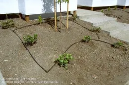 A low-volume drip irrigation system in a garden with brown soil, dark tubing running around small plants, and young saplings near white walls.