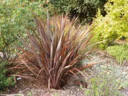 Large clumping ornamental grass with long, upright bronze-red blades in a mulched garden bed surrounded by shrubs and trees.
