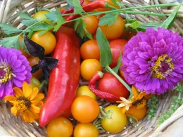 A woven basket filled with bright yellow and red tomatoes, red and green chili peppers, purple zinnias, and orange marigolds.