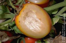 A damaged yellow-orange tomato with a sunscald injury, showing a soft, wrinkled surface with green leaves and other tomatoes around it.