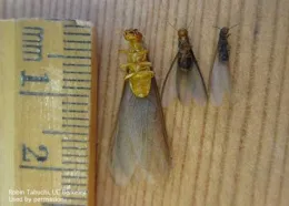 Three termites lined up next to a ruler for size comparison on a wooden surface, measuring 1-2 mm in length.