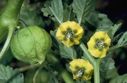 A green tomatillo fruit on a vine with three yellow flowers nearby, surrounded by green leaves.