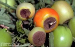 Tomatoes affected by blossom end rot, with varying colors from green to red, with end-rot discoloration on the bottom ends.