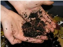 A person’s hands holding a mixture of red worms and dark compost.