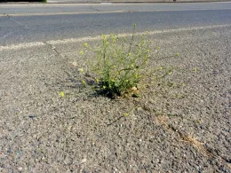 Fig 2. Shortpod mustard growing in the shoulder.