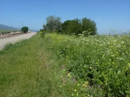 Fig 9. Shortpod mustard growing in the roadside near Gonzales, CA. Plants further from the road have almost completely senesced. Bagrada bugs were not found at this time point. Photo taken March 26, 2016.