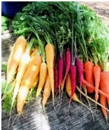 carrots