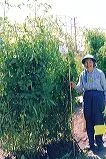 A person in gardening attire stands next to a cylindrical wire mesh cage filled with tomato plants in a sunny garden setting.