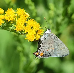 A gray hairsteak, Strymon melinus, on goldenrod. (Photo by Kathy Keatley Garvey)
