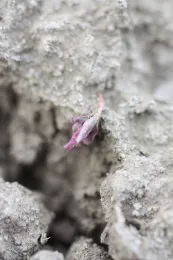 Photo 3 of cultivation of leeks. Pigweed upended by finger weeder