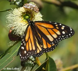 A monarch finds nectar at the Lighthouse Field State Park, Santa Cruz. (Photo by Rita LeRoy)