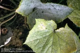 Close-up of squash leaves showing powdery mildew, with white patches on green leaves and some curling and yellowing.