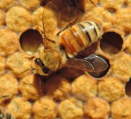 A worker bee doing what she does best--working during the California Agriculture Day. (Photo by Kathy Keatley Garvey)