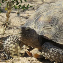 Desert tortoise