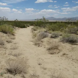 Mojave Desert