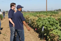 Two weed science researchers looking at paraquat injury from an application 1 day prior to Weed Day 2017