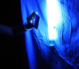 The first moth to arrive was the alfalfa looper moth, Trichopusia ni. (Photo by Kathy Keatley Garvey)