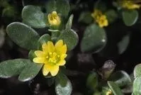 Figure 1. Common purslane. Photo courtesy UC IPM.
