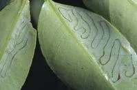 leafminer tunnels