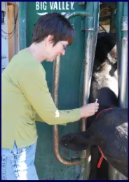 Vaccinating for foothill abortion