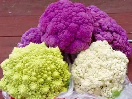Three types of cauliflower: vibrant purple Graffiti on the left, green Romanesco in the center, and white Snowball on the right, arranged together on a wooden surface.