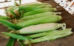 A row of harvested Peaches and Cream corn ears on a wooden surface, partially husked, revealing creamy kernels.