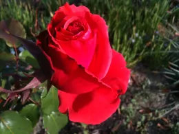 A bright red Mr. Lincoln rose in full bloom with layered, velvety petals, surrounded by green leaves in a garden setting.