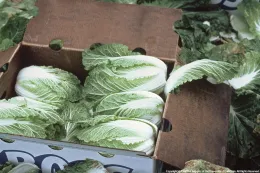 A cardboard box filled with harvested Napa cabbages, tightly packed and surrounded by scattered green leaves.