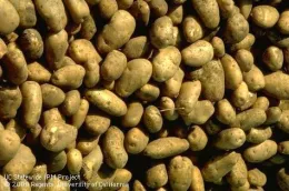 A close-up view of many brown and tan potatoes with varying shapes and sizes.
